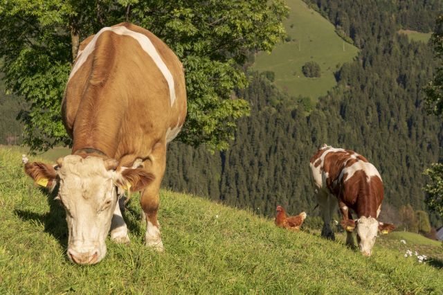 Immagine: Maso in Val Badia a Marebbe nelle Dolomiti